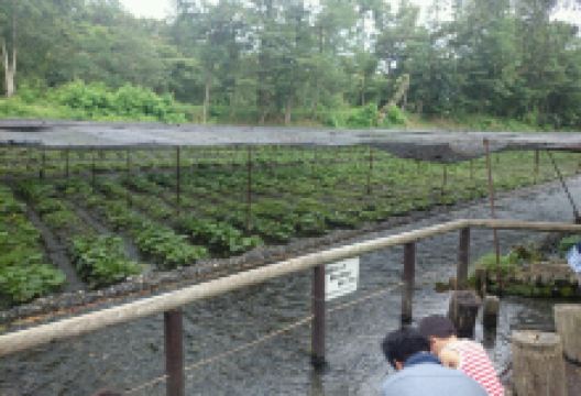 Daiou Wasabi Noujou restaurant美食图片