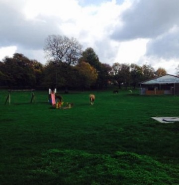 Selvaggi - Staffoli Horses