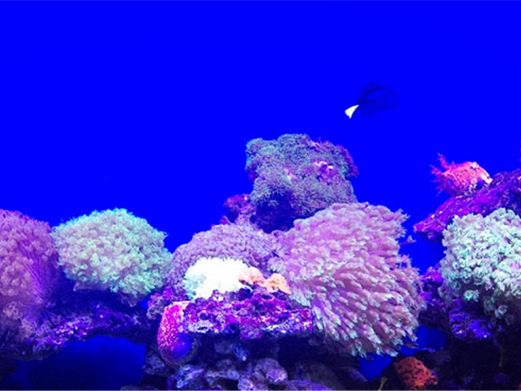 中赫海豚湾海洋公园
