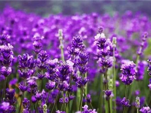 青悠薰衣草庄园