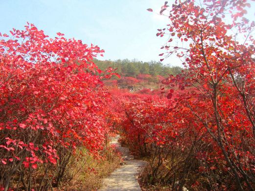 桐柏红叶景区