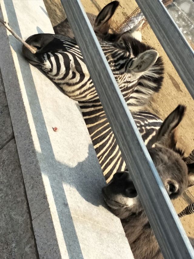 황금강 리조트