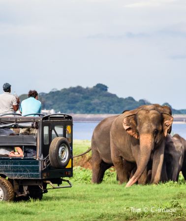 5D4N • Sri Lanka+Dambulla + Colombo + Sigiriya Lion Rock + Temple of the Sacred Tooth Relic + Minneriya National Park + Sea Turtle Hatchery Habaraduwa