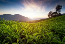 金马仑高原旅游图片-金马仑休闲一日游