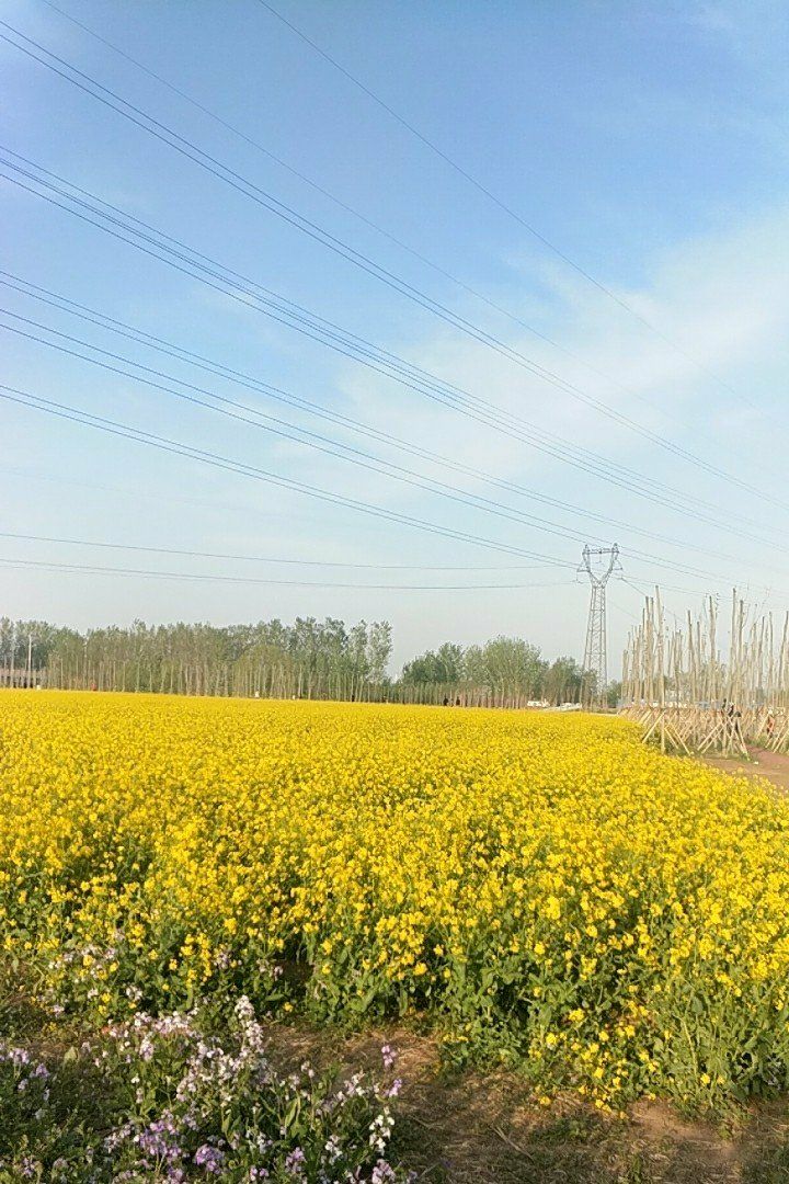 泊头市运东公园