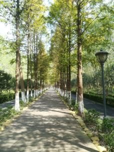 滨湖国家森林公园-合肥-YoYo_6S7Z6F8A