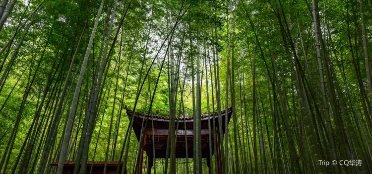 Tea Mountain And Bamboo Forest Travel Guidebook Must Visit