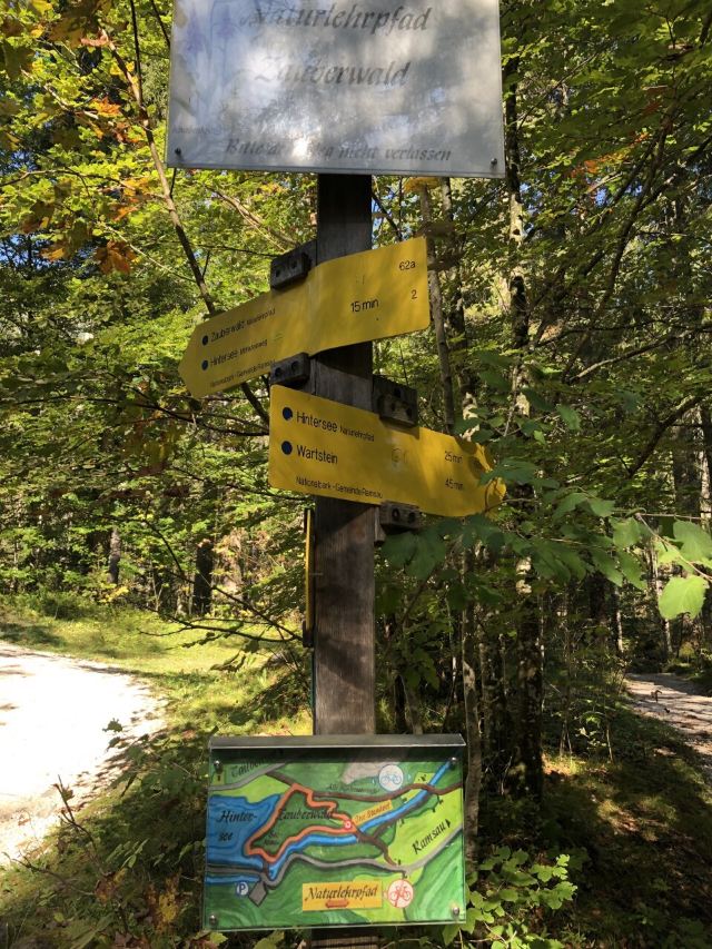 Magic Forest