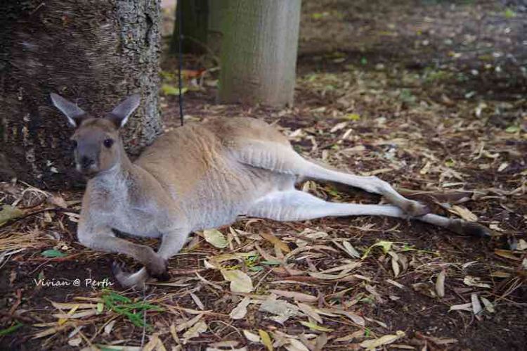 Perth Zoo