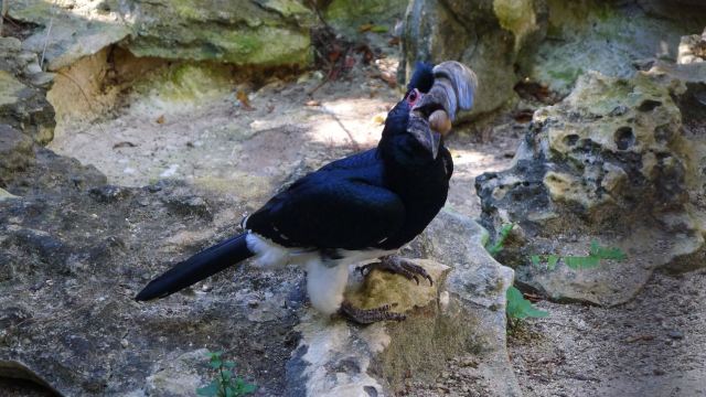 Ardastra Gardens, Zoo and Conservation Center