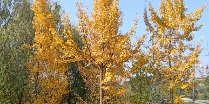 江西修河國家濕地公園