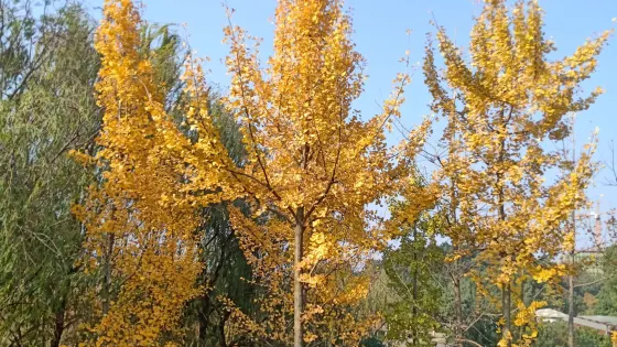 江西修河國家濕地公園