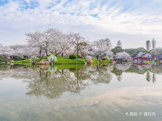 东湖樱花园
