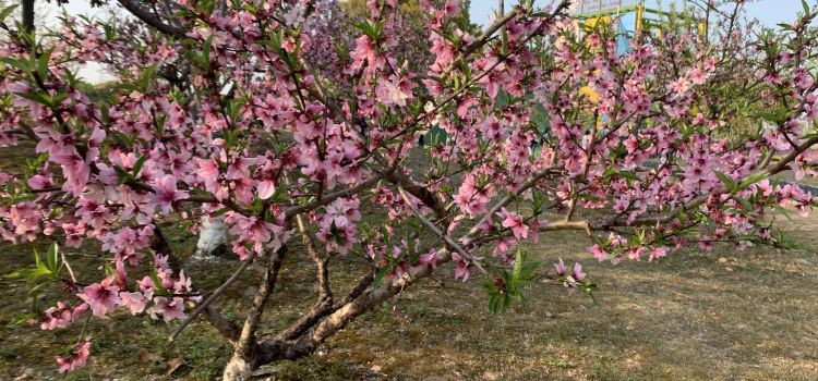 Taicang Modern Agriculture Park Tickets Deals Reviews - 