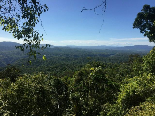 Daintree Rainforest