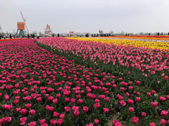 中国游记图片] 最美人间四月天，徜徉在荷兰花海
