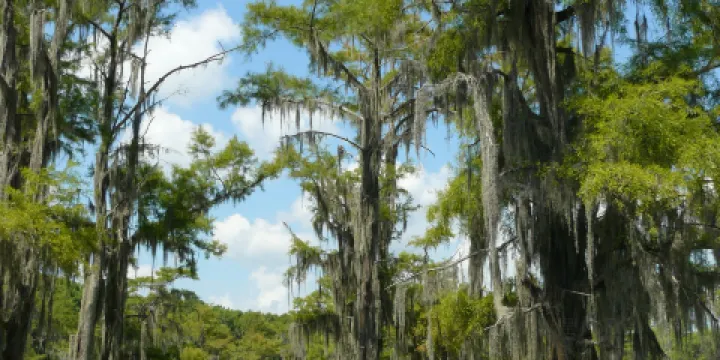 Cypress Lake