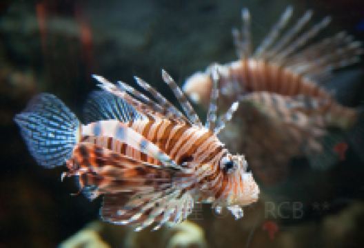 Biomes Marine Biology Center景点图片