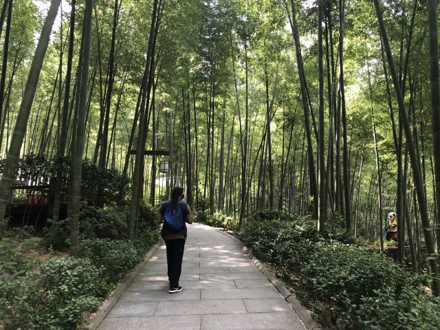 Nanshan Bamboo Sea