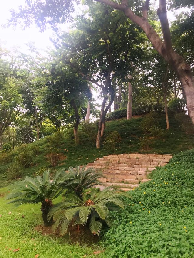 北滘公园旅行图片 15
