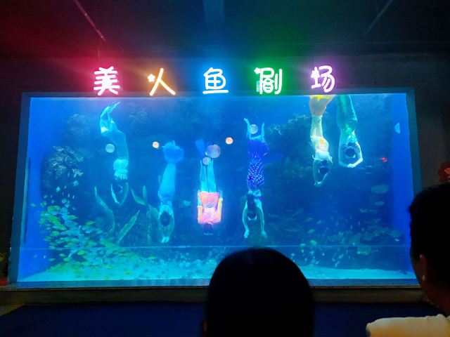 邯郸·海洋世界旅行图片 2