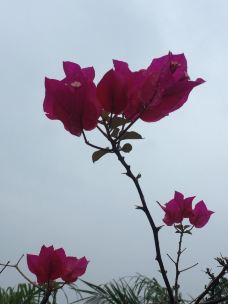 龟湖公园-石狮-YoYo_6X4O3X2X