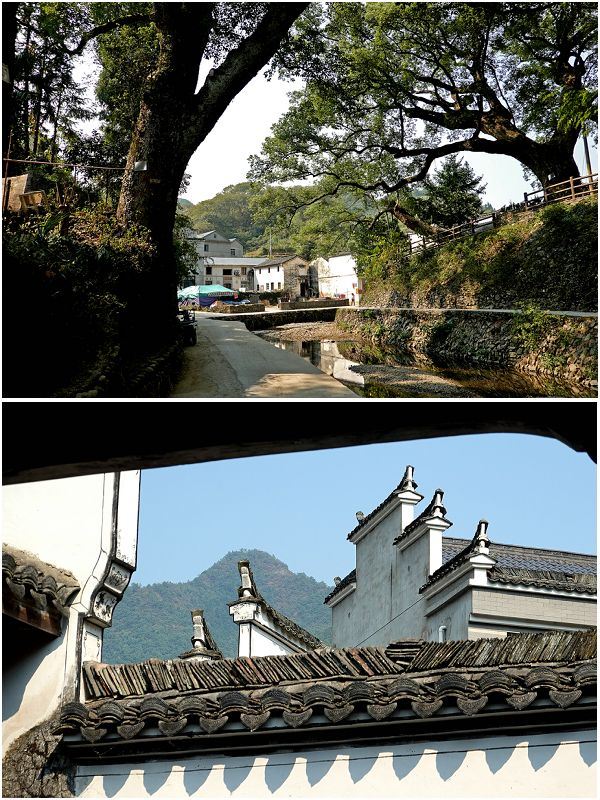 芹川村