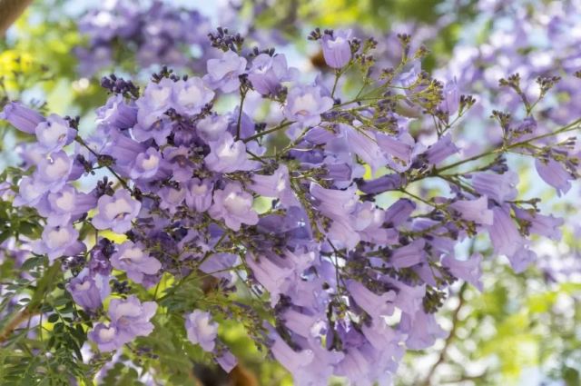 Jacaranda Avenue