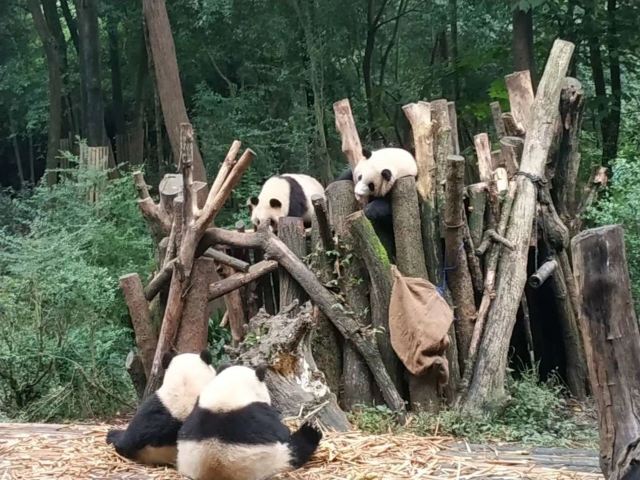 Chengdu Research Base of Giant Panda Breeding