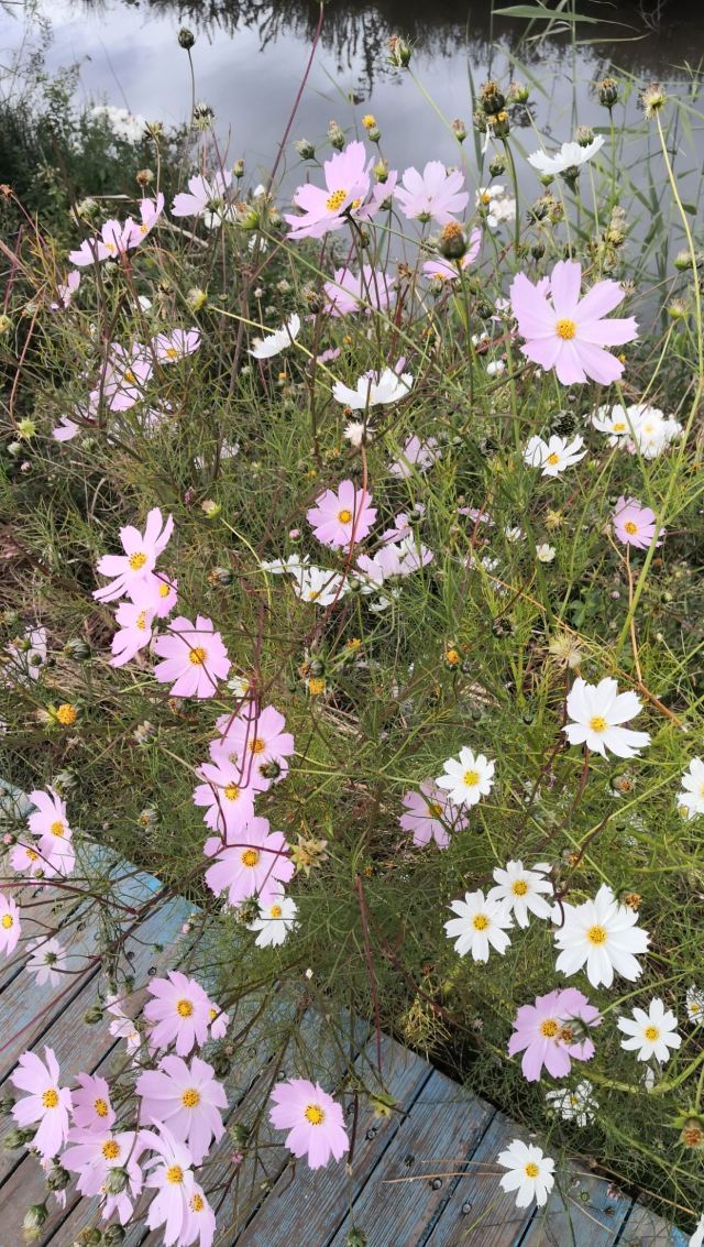 丽江花花色玫瑰庄园旅行图片 3