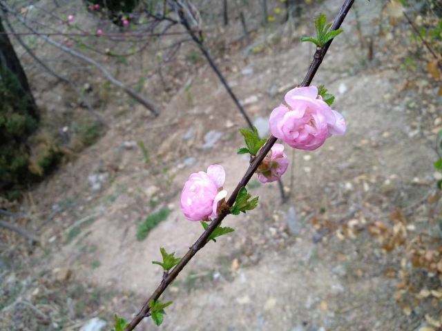 牛毛山公园旅行图片 3
