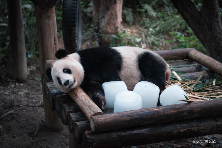 長隆野生動物世界