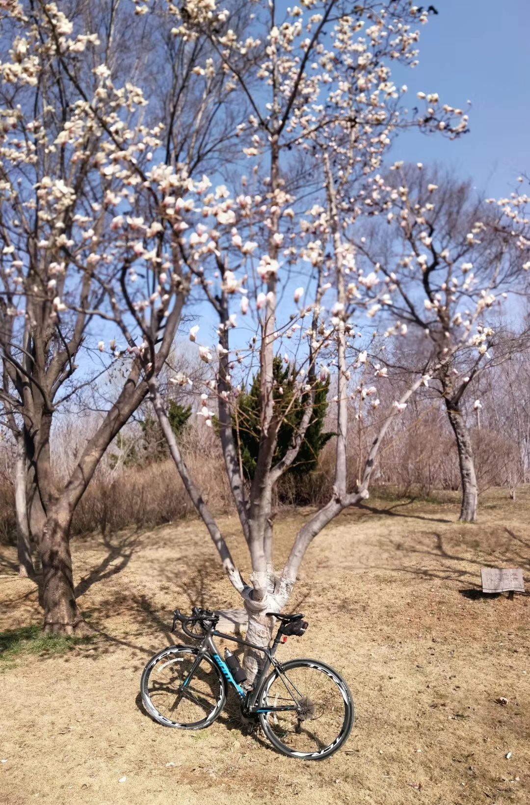 东营清风湖