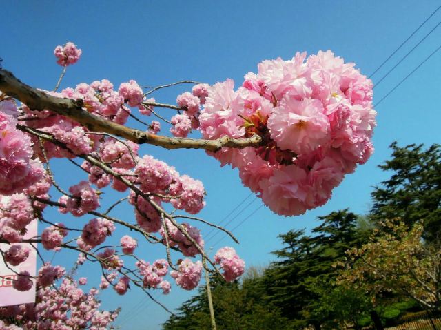 胜利塔旅行图片 3