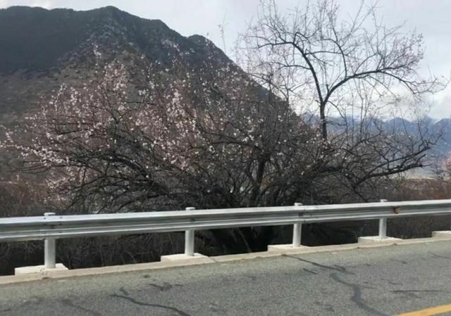 嘎拉桃花源旅行图片 4