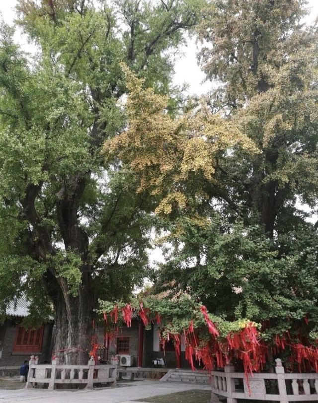 孔庙旅行图片 7