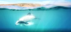 黑猫号游艇观海豚之旅-阿卡罗阿-图图2016