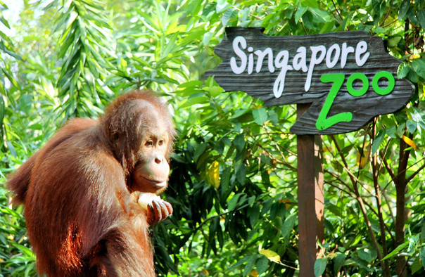 新加坡動(dòng)物園