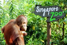 新加坡动物园-新加坡-尊敬的会员