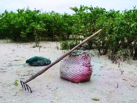 红树林天天赶海