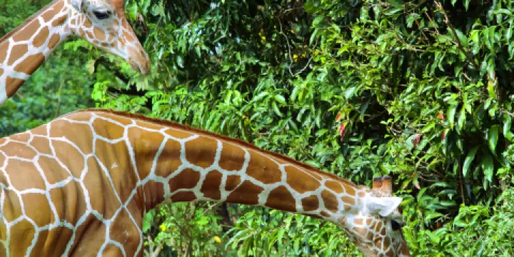 德希烏拉動物園