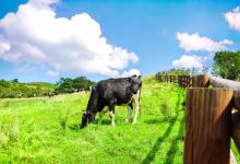 大关岭羊群牧场景点图片