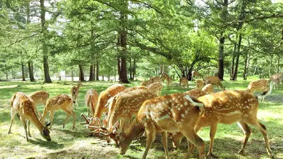 鹿園