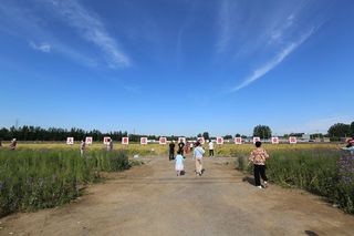 大兴有片紫色的海