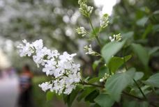 丁香公园-哈尔滨--自由飞翔_