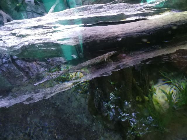 Cairns Aquarium