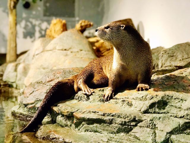 海灣水族館