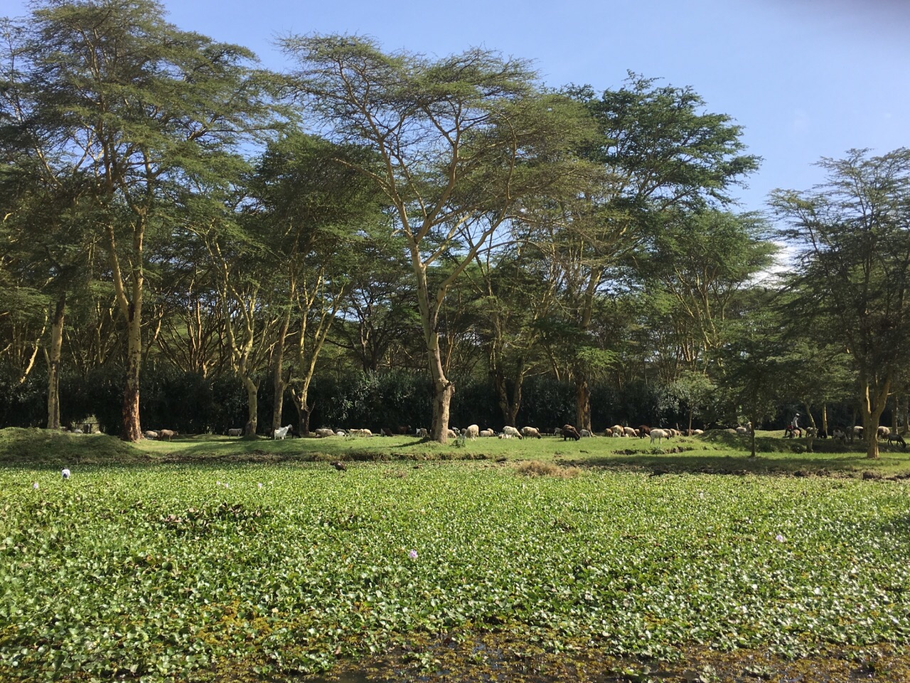 东非大裂谷中肯尼亚唯一的淡水湖——奈瓦沙湖