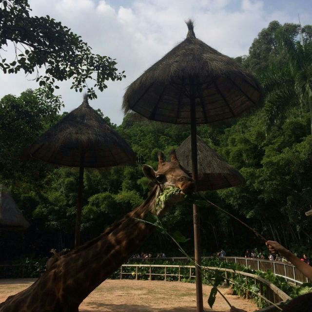 Chimelong Paradise