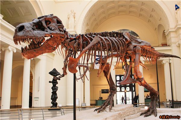 The Field Museum